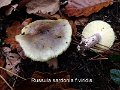 Russula sardonia f.viridis-amf1244